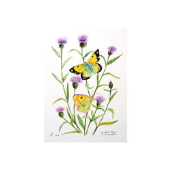 Clouded Yellow Butterflies