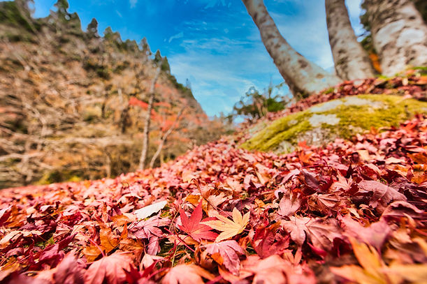 紅葉