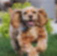 cocker-spaniel-names_compressed_edited_edited