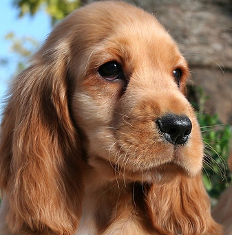 veterinary clinic, veterinarian, animal clinic, animal hospital, milpitas