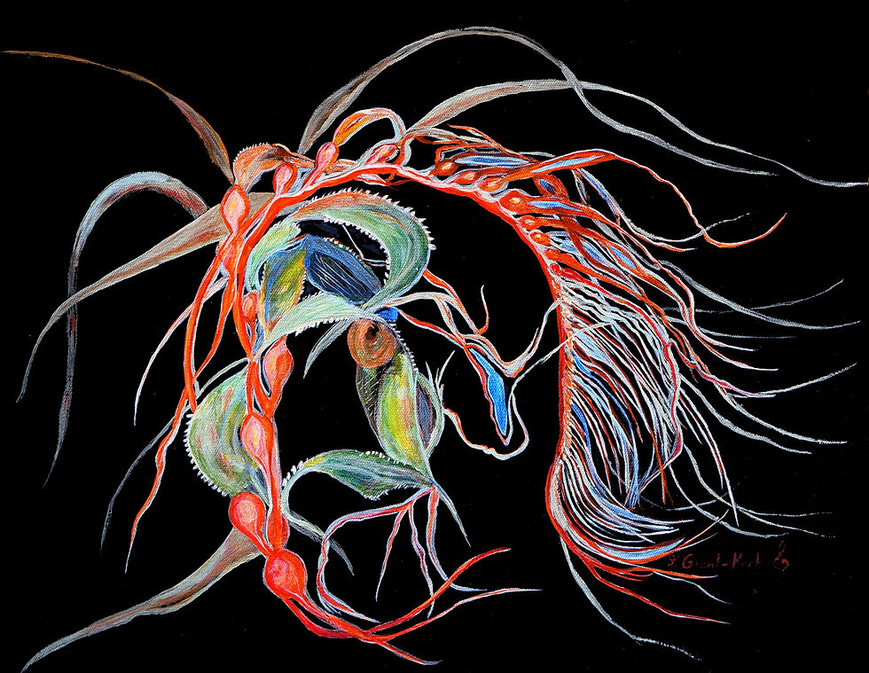 Pacific Kelp 1