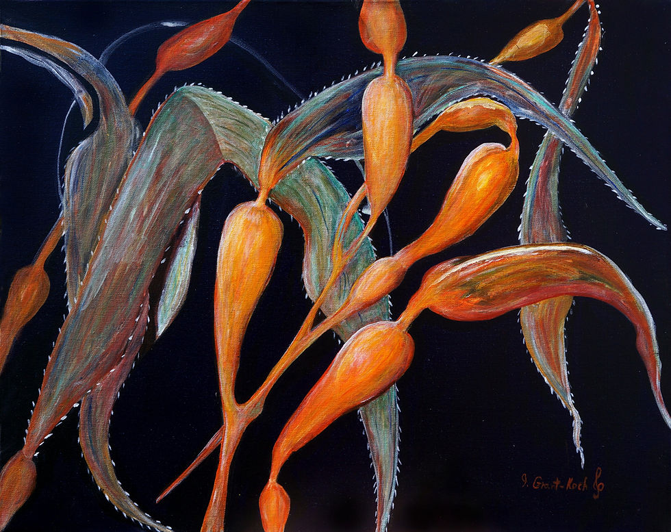 Bull Kelp 4