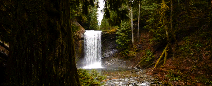 Award Winning Taxidermist CJ Wright owner of Afterlife Artistry a Taxidermy Studio located in the Greater Kansas City area