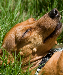 Untitled design (73).png