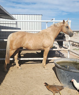 PHEOBE 12.jpg