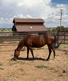 bay roan 4.jpg