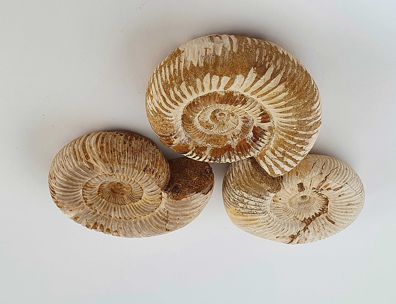 Ammonit, Mineralien, mz-stoneart.de