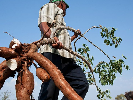 La yuca es uno de los productos que más ha subido de precio en la region caribe colombiana