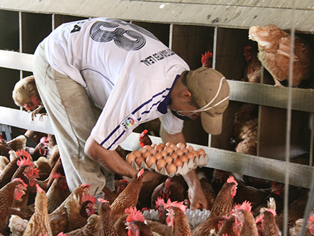 El precio del huevo subió casi 35% debido al alza de insumos