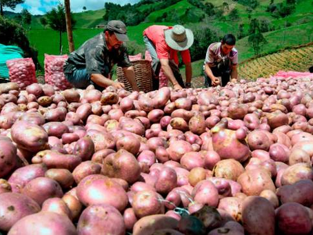 Papa bajó 50% en menos de un mes: agricultores ya están preocupados