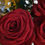 Miniature : Red naomi