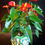 Miniature : Anthurium