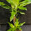Miniature : Dracaena