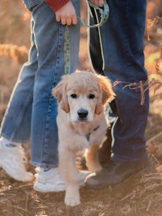 Swinley forest engagement shoot