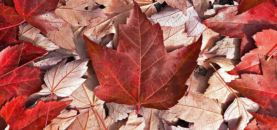 158453-Canada.jpg