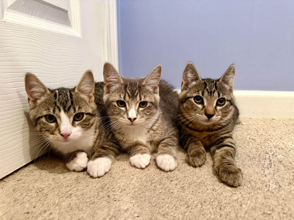Kimmy, Timmy, Mocha at Forgotten Felines CT