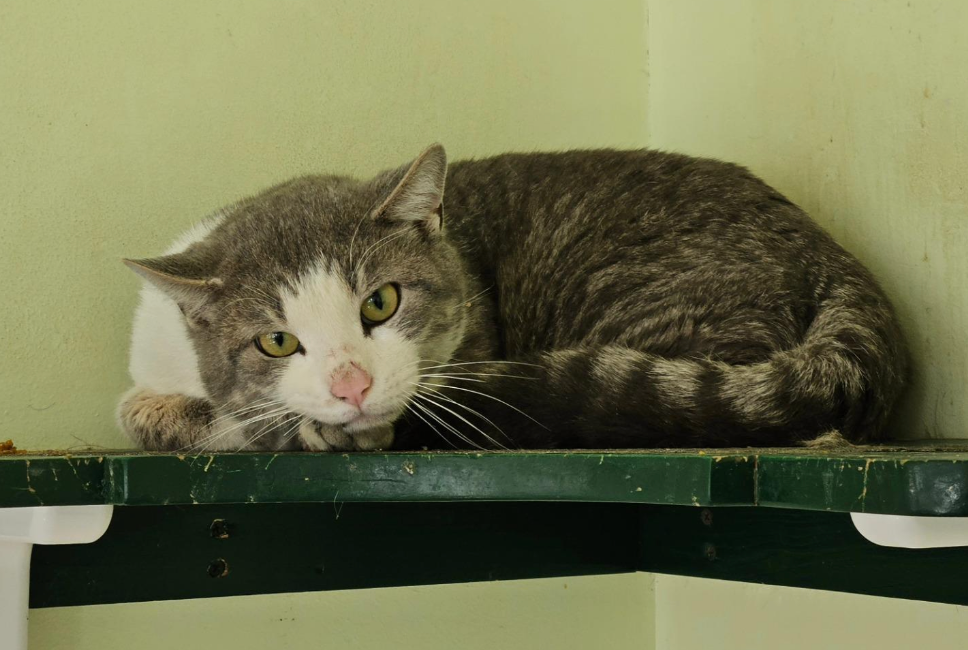 Toby at Forgotten Felines CT