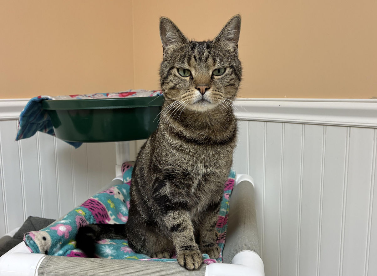 Archie at Forgotten Felines CT
