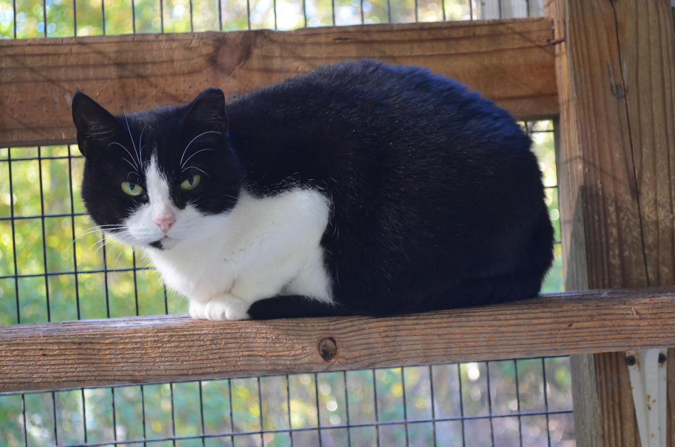 Forgotten Felines CT