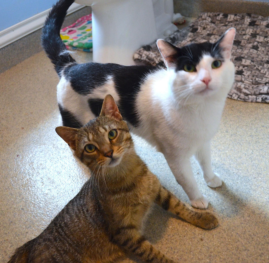 Marty & Sock at Forgotten Felines