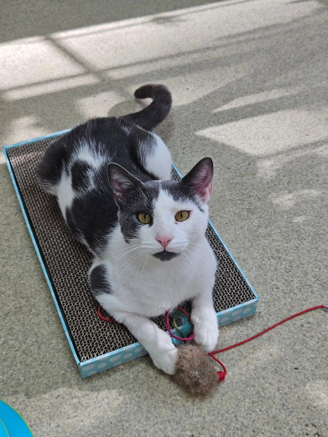 Sota at Forgotten Felines CT