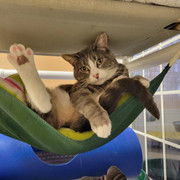 Forgotten outlet felines rescue