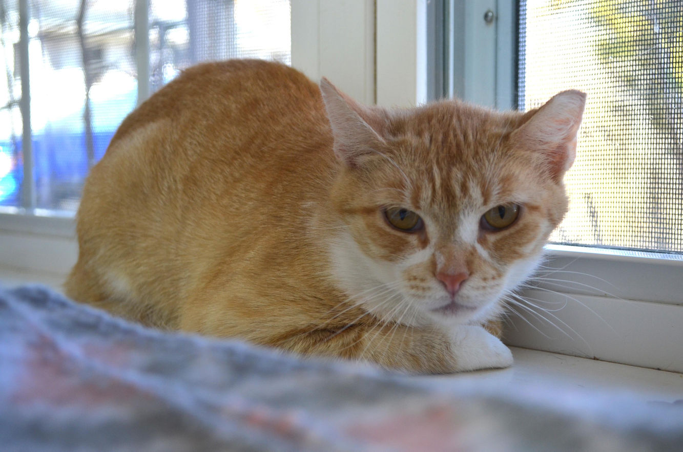 Chopsey at Forgotten Felines CT