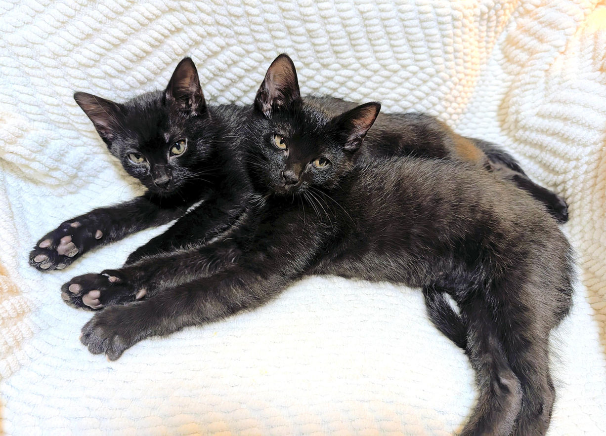 Sonic & Sparky at Forgotten Felines CT