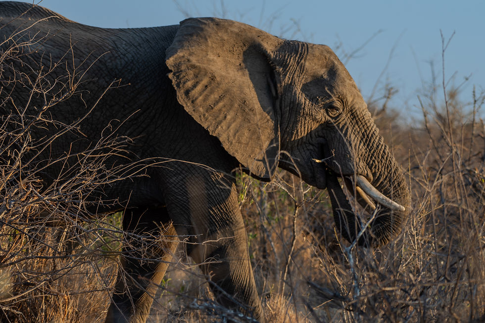 DSC_7109-Enhanced-NR