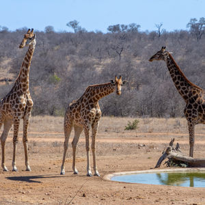 Giraffes
