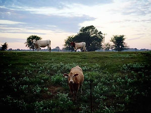 cows.jpeg