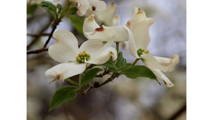 Texas Gold RV Ranch photo 3