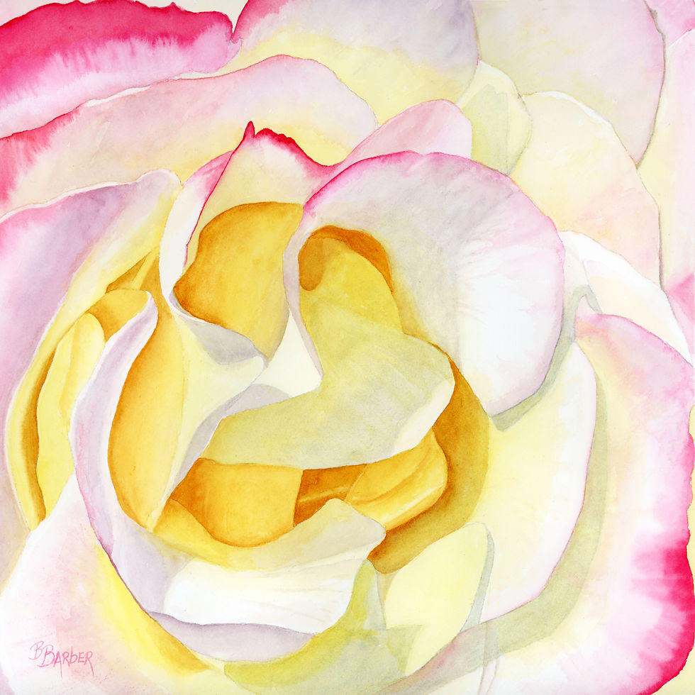 Rose in the sun