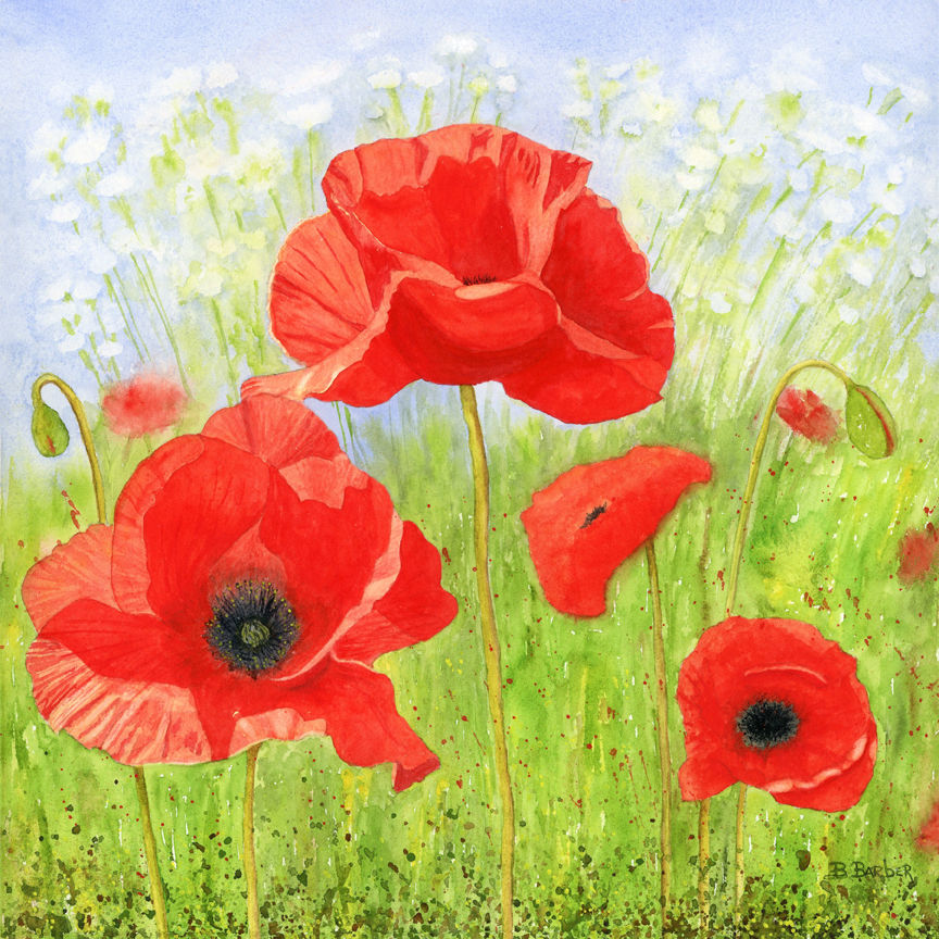 Sun kissed poppies