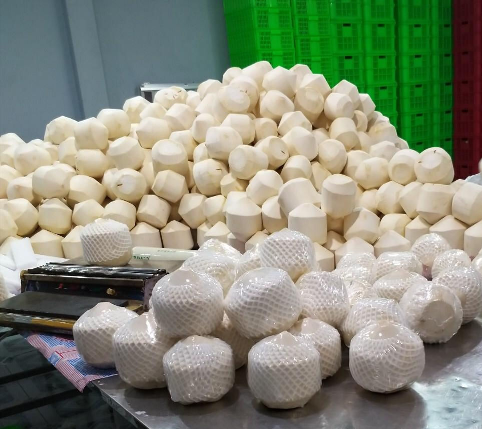 Ignite Diamond Shape Coconut