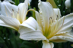 Alabama Lily