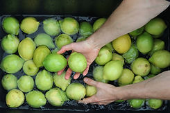 Franz von Fein Bernstein Rubin Tonikum Manufaktur Bio Früchte Limetten handverlesen Drinks Essenz Zitrisch zitrus handmade zertifizierte bio landwirtschaft handgemacht in Tübingen München