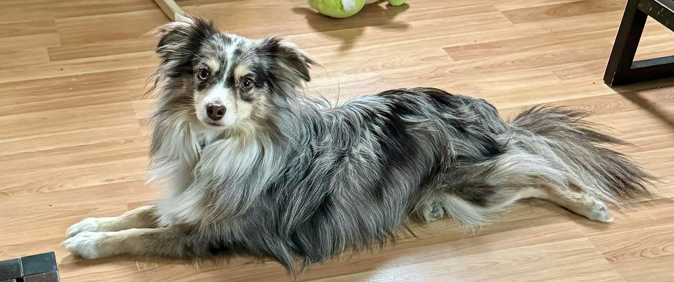 cute little guy but very very naughty