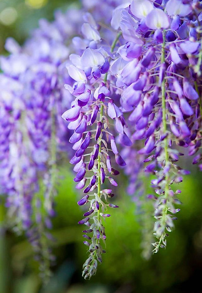 1571970487373_1561092238218wisteria-clos