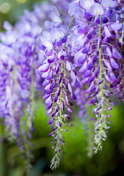 1571970487373_1561092238218wisteria-clos