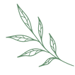 leaf (1).png
