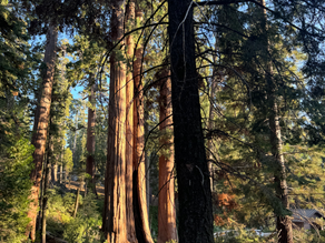 Living Legends: The Remarkable Age of California’s Giant Sequoias