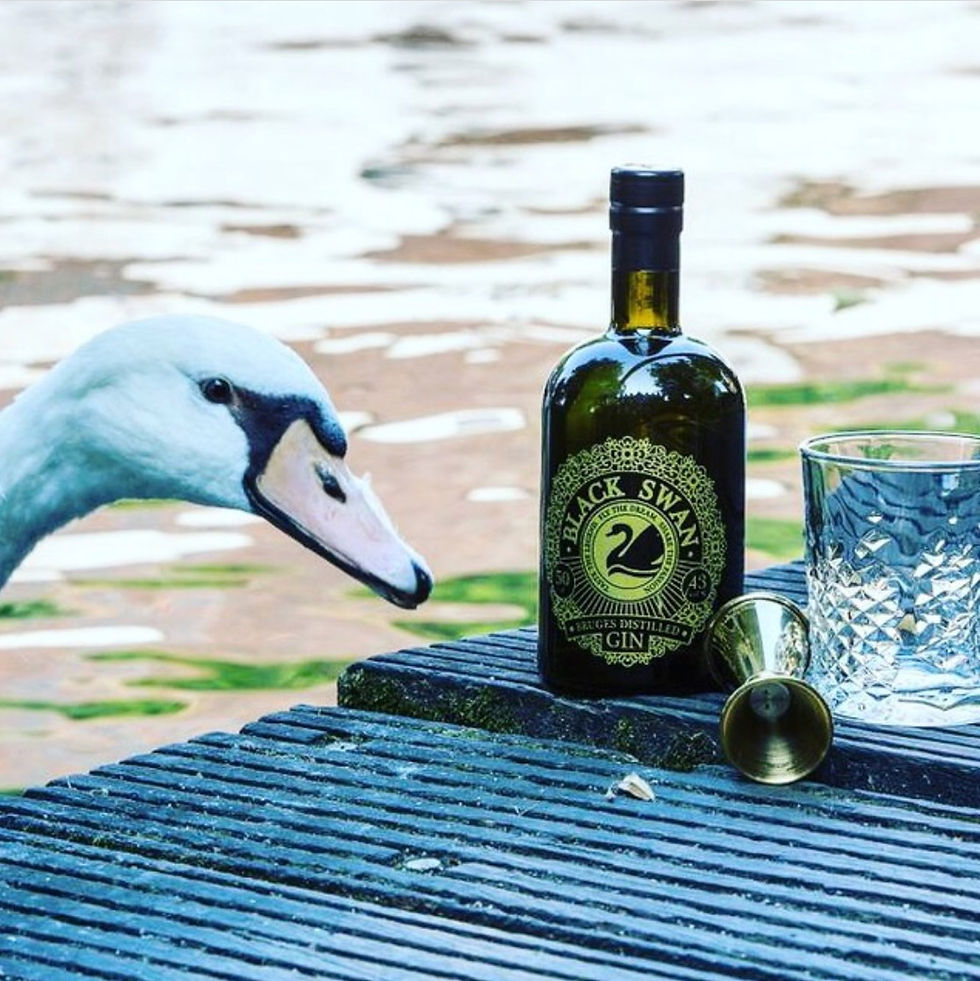 The Black Swan Gin
