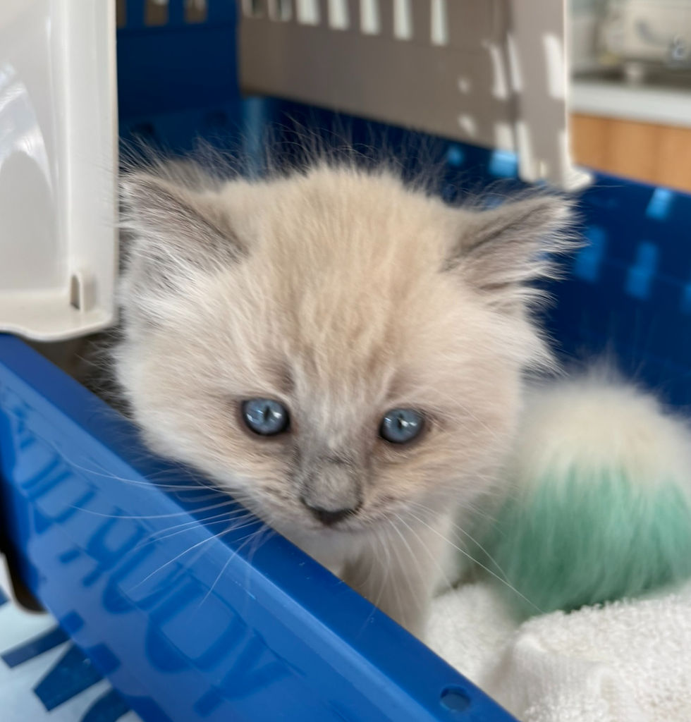 Avoid Kitten Scams