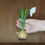 Thumbnail: Bulb baby Galanthus in pot OOAK