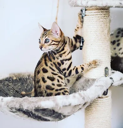 Bengal/BEN sofisticat