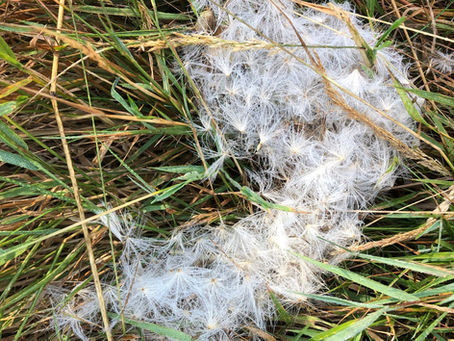 Finding Softness