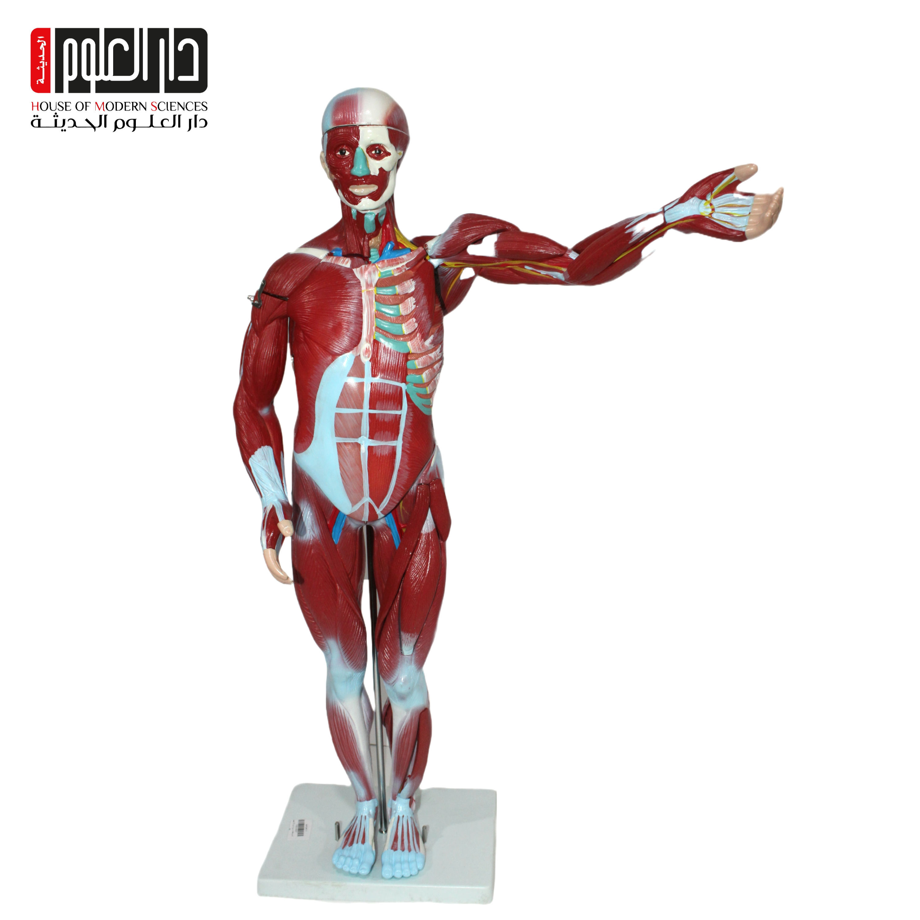 مجسم عضلات جسم الانسان