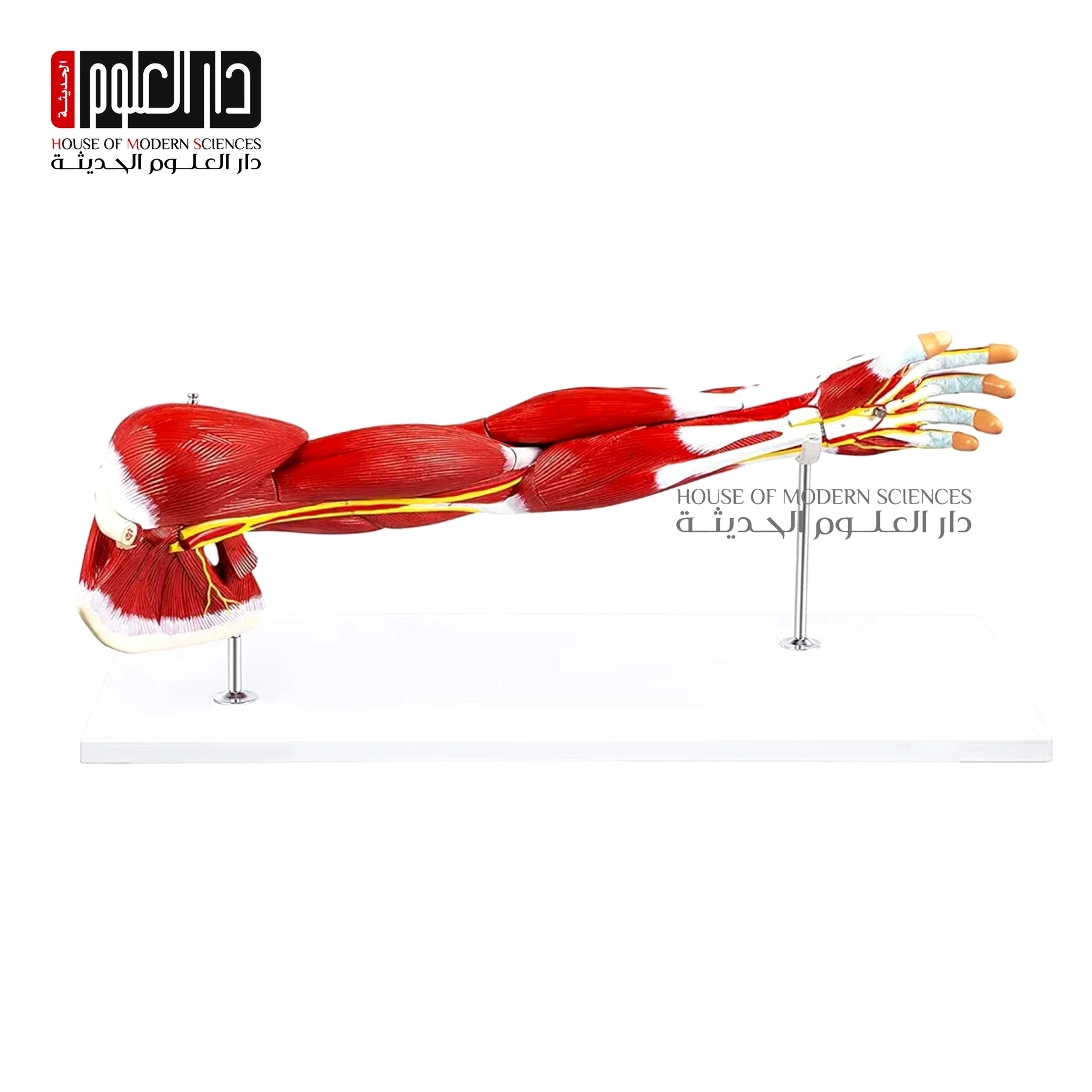 نموذج تشريحي لعضلات الذراع + العصب