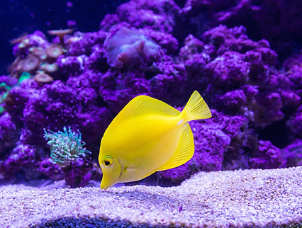 Yellow fish